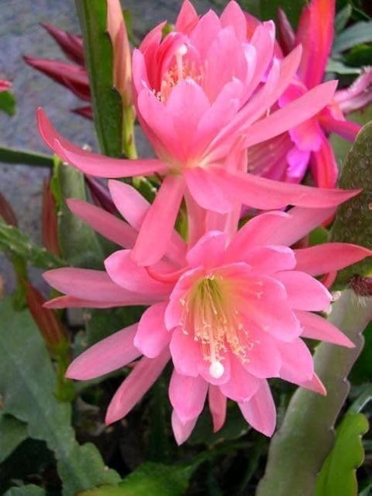Pink Epiphyllum Oxypetalum Flower seeds for Planting - Hardy Variety, Heirloom & GMO Free Seeds for Home Garden