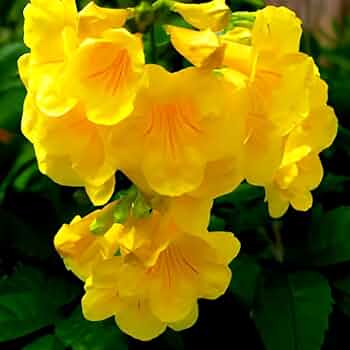 Tecoma Flower seeds for Planting - Long Bloom Season, Heirloom & GMO Free Seeds for Home Garden