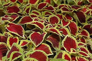 Burgundy Nasturtium Flower Seeds for Planting Sun Loving Heirloom & GMO Free Seeds for Home Garden
Sale for planting in home garden