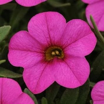 Pink Kabloom Flower seeds blooming in flower beds, containers, borders, and pollinator-friendly gardens