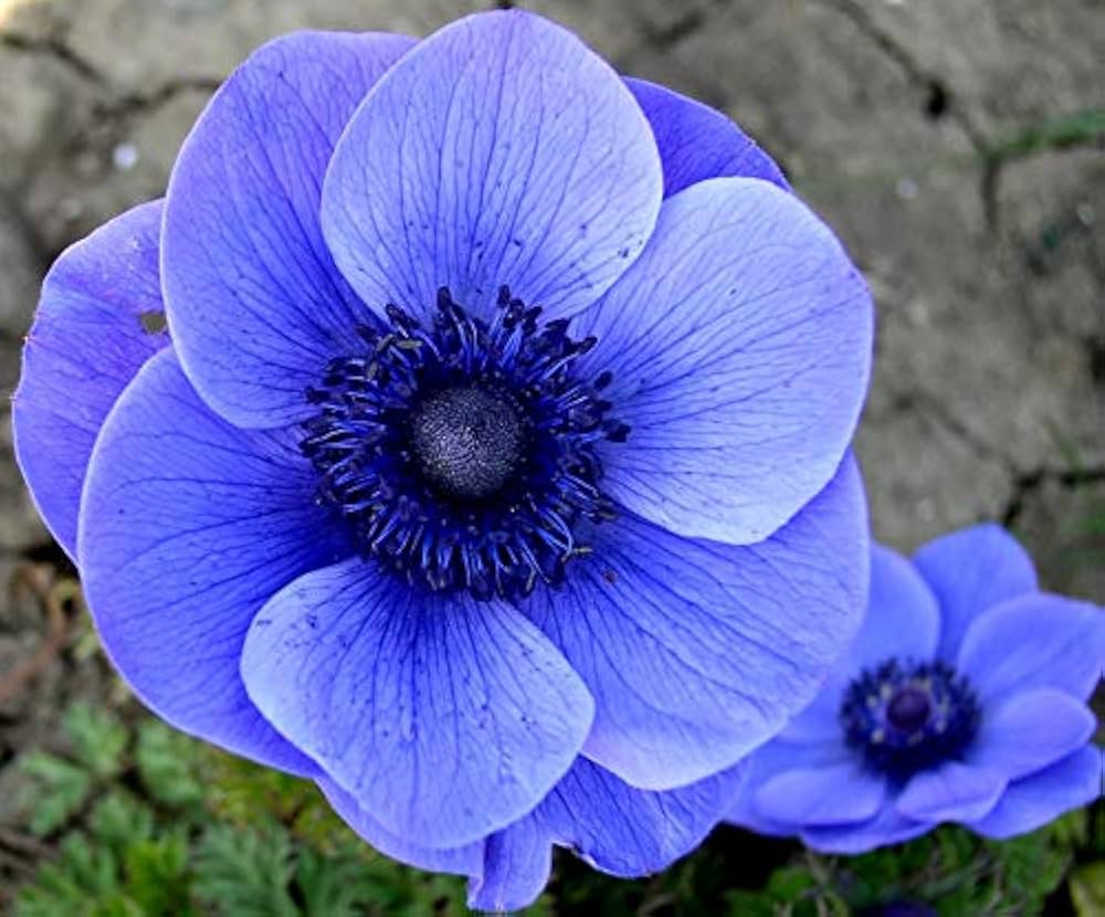 Sky Blue Anemone Pulsatilla Flower Seeds for Planting Cottage Garden Essential Heirloom & GMO Free Seeds for Home Garden
Sale