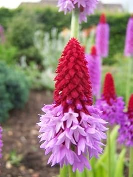 Red Purple Primula Vialii Flower seeds for Planting - Vibrant Colors, Heirloom & GMO Free Seeds for Home Garden
Sale seeds for home garden