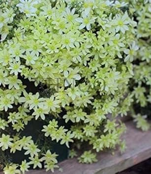 Black Yellow Primula Malacoides Seeds for Planting Shade Tolerant Heirloom & GMO Free Seeds for Home Garden
Sale for planting in home garden