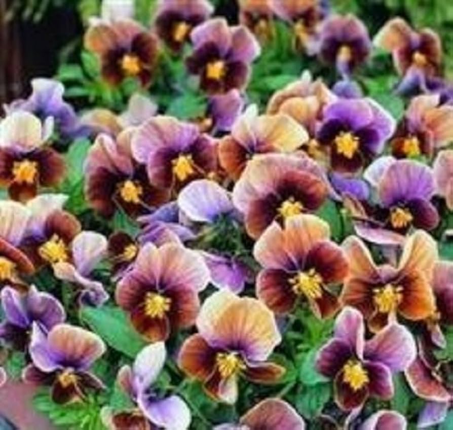Viola Engel Lilac Glow Seeds for Beautiful Lilac Flowers