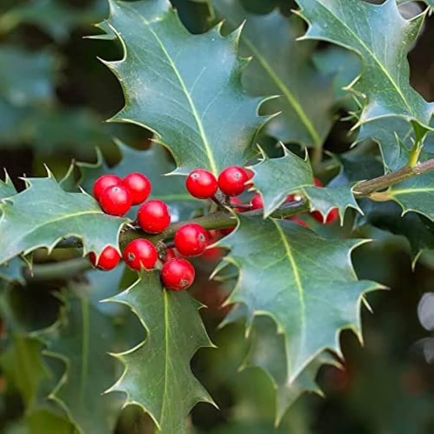 Ilex Aquifolium Holly Tree Seeds for Planting