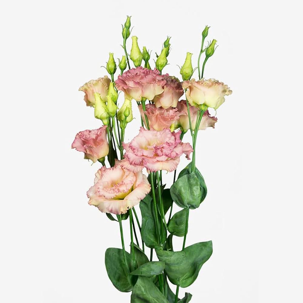Lisianthus Echo Pink Picotee Seeds for Beautiful Pink and White Flowers