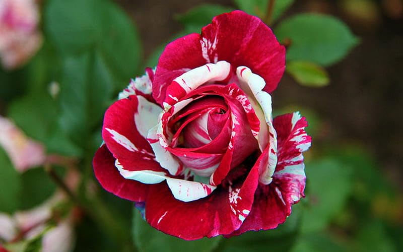 Cream Red Spirit Rose Flower seeds for Planting - Cottage Garden Essential, Heirloom & GMO Free Seeds for Home Garden
