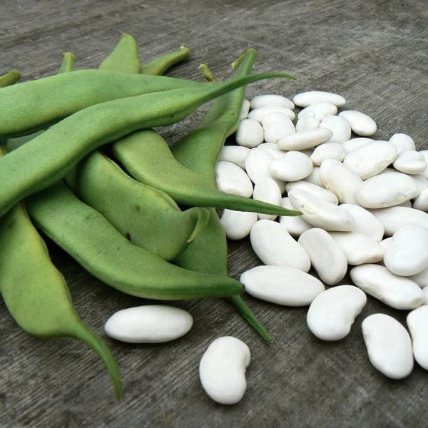 Mogettes Bean Seeds for Planting