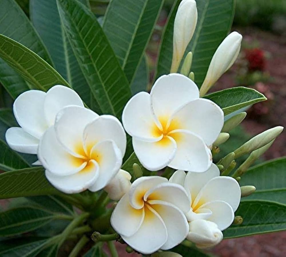 White Egg Flower seeds for Planting - Low Maintenance, Heirloom & GMO Free Seeds for Home Garden
Sale