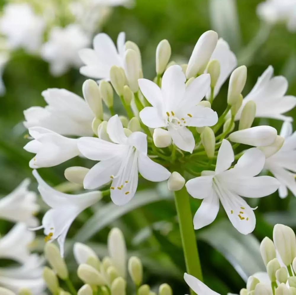 White Agapanthus Flower Seeds for Planting - Stunning Perennial Blooms