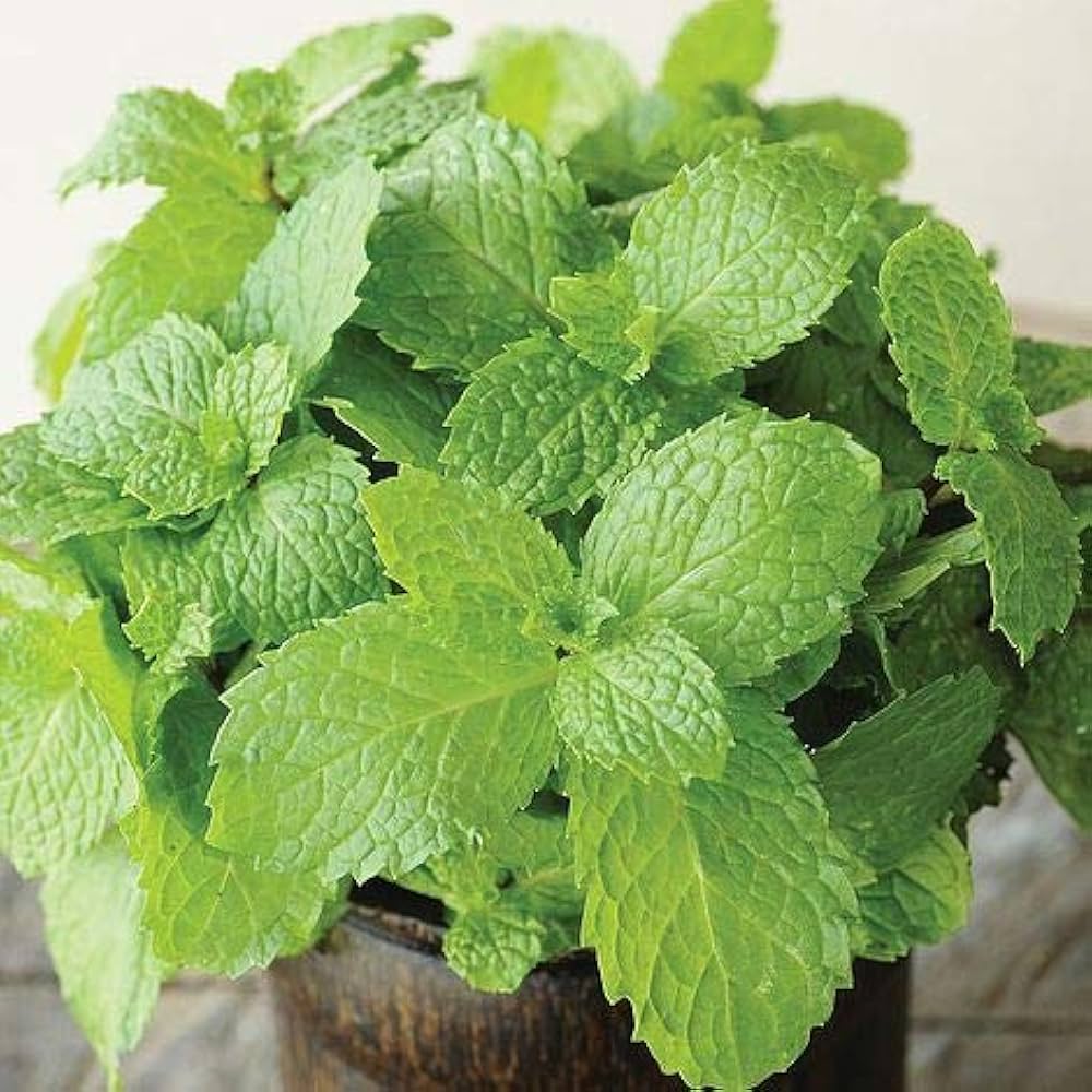 Mint Plant Seeds for Planting - Fresh Green Mentha Variety