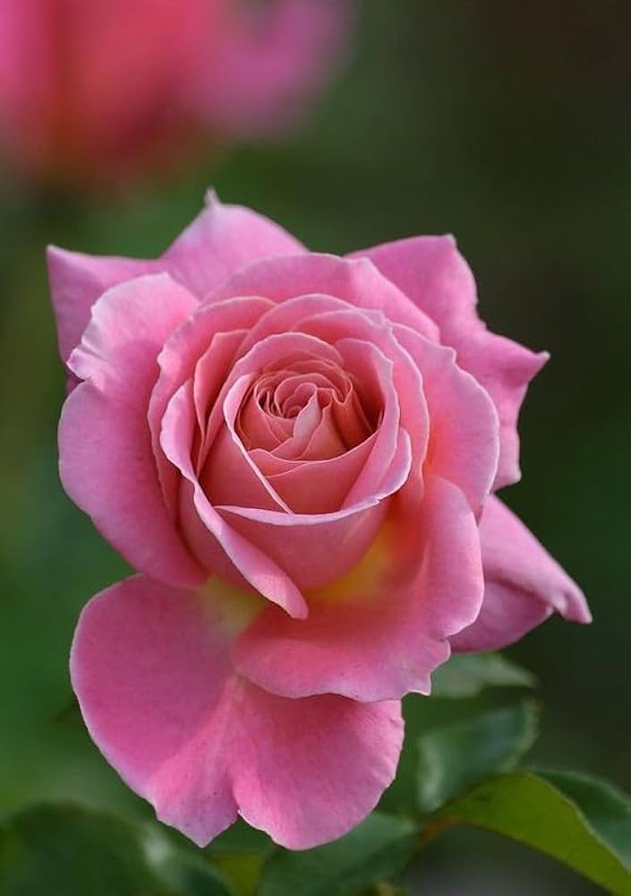 Rose Seeds for Planting Rosa Hybrida mixed petals romantic garden flower bed
