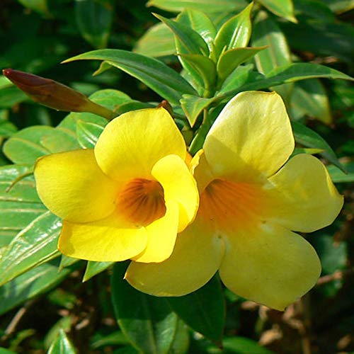 Yellow Allamanda Seeds for Planting Perfect for Adding a Tropical Touch to Gardens and Green Spaces