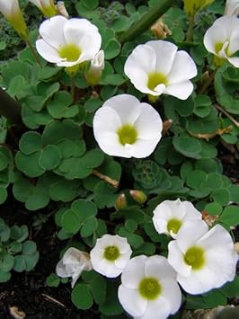 Chocolate Succulent Flower Seeds Perfect for Borders Heirloom & GMO Free Seeds for Home Garden
Sale for planting in home garden