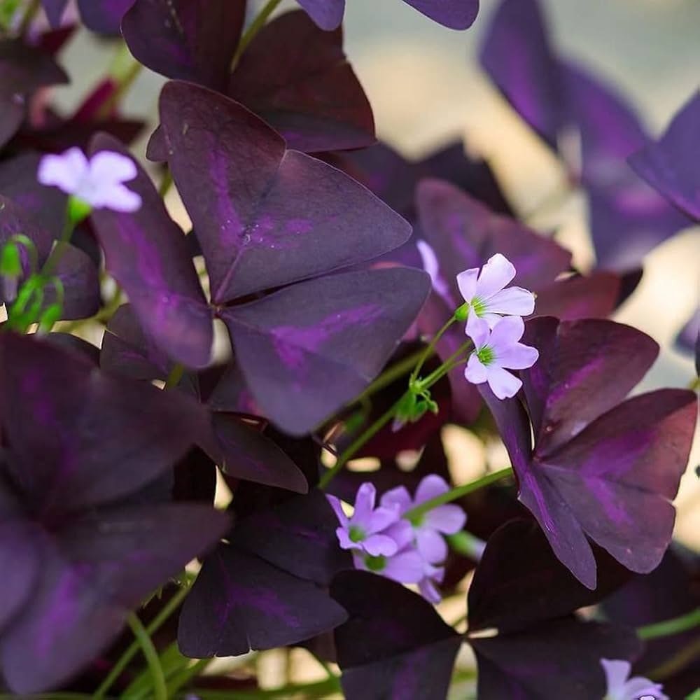 Oxalis Corymbosa Flower seeds for Planting - Perfect for Borders, Heirloom & GMO Free Seeds for Home Garden Sale