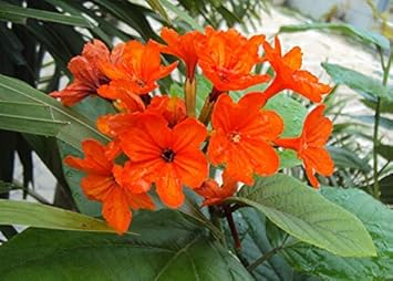 Orange Cordia Sebestena Flower seeds blooming in flower beds, containers, borders, and pollinator-friendly gardens