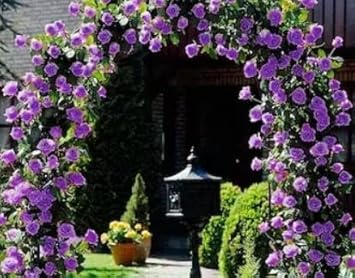 Purple Climbing Rose Seeds Flower seeds for Planting Low Maintenance Heirloom & GMO Free Seeds for Home Garden
Sale for planting in home garden