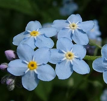 Sea Blue Myosotis Sylvatica Flower seeds for Planting - Seasonal Bloomer, Heirloom & GMO Free Seeds for Home Garden
Sale for planting in home garden.