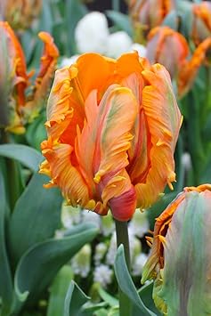 Orange Gray Tulip Flower seeds for Planting Shade Tolerant Heirloom & GMO Free Seeds for Home Garden
Sale for planting in home garden