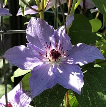 Purple Clematis Flower seeds for Planting Long Bloom Season Heirloom & GMO Free Seeds for Home Garden
Sale for planting in home garden