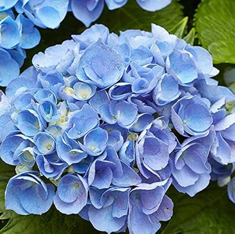 Sky Blue Geranium Pelargonium Flower Seeds for Planting Perfect for Borders Heirloom & GMO Free Seeds for Home Garden
Sale