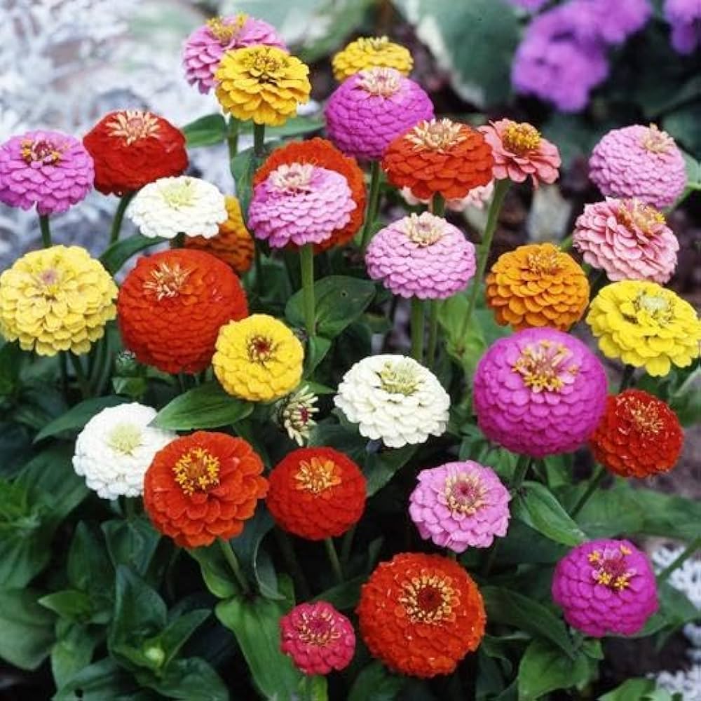 Zinnia Art Deco Flower Mix Seeds for Planting flower bed