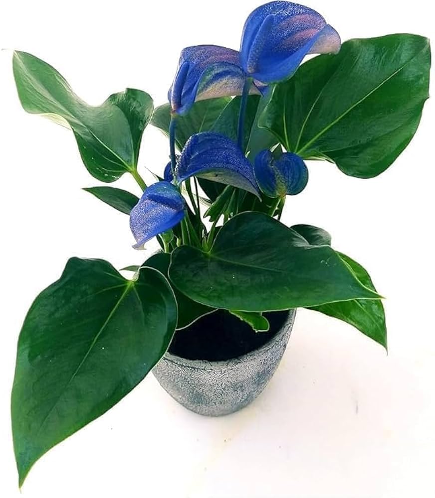 Blue Anthurium Plant Seeds Planting Exotic Blooms