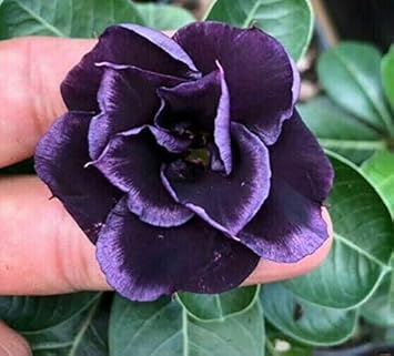 Dark Purple Adenium Obessum Flower seeds for Planting - Shade Tolerant, Heirloom & GMO Free Seeds for Home Garden
Sale for planting in home garden.