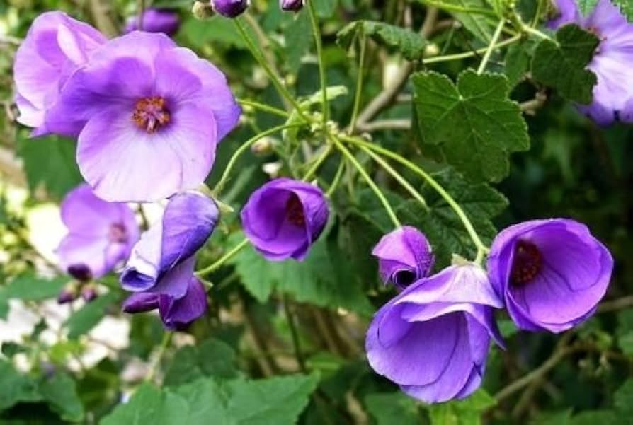 Violet Abutilon Flower seeds for Planting - Bright Blooms, Heirloom & GMO Free Seeds for Home Garden
Sale seeds for home garden