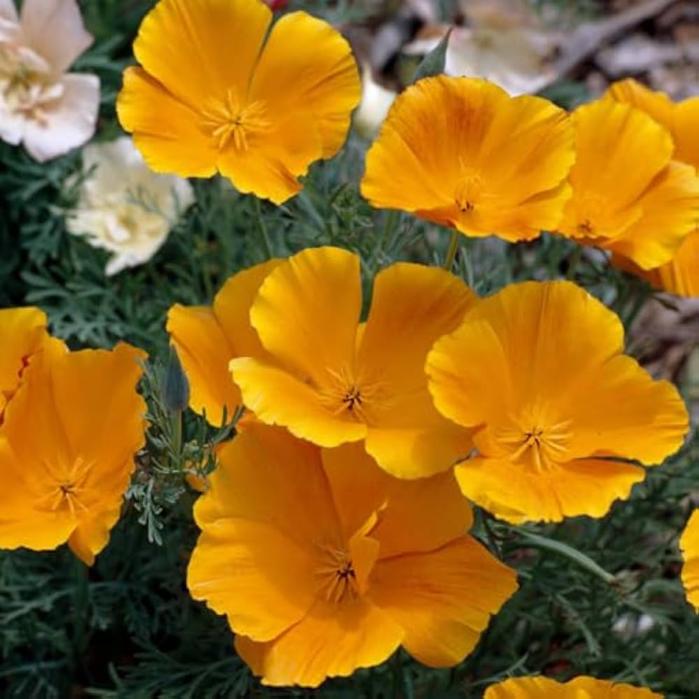Yellow Eschscholzia Flower seeds for Planting - Colorful Display, Heirloom & GMO Free Seeds for Home Garden