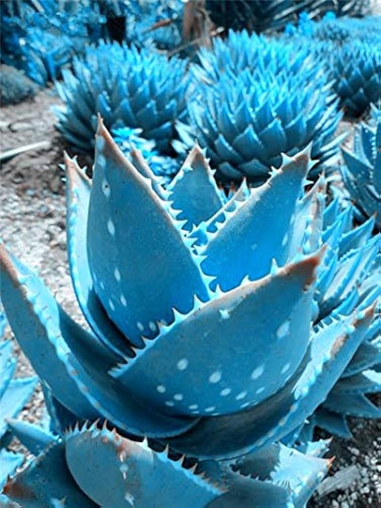 Premium Aloe Vera Seeds Sky Blue, Ideal for Easy Planting