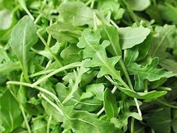 Rocket Plant Vegetable Seeds for Gardening & Planting