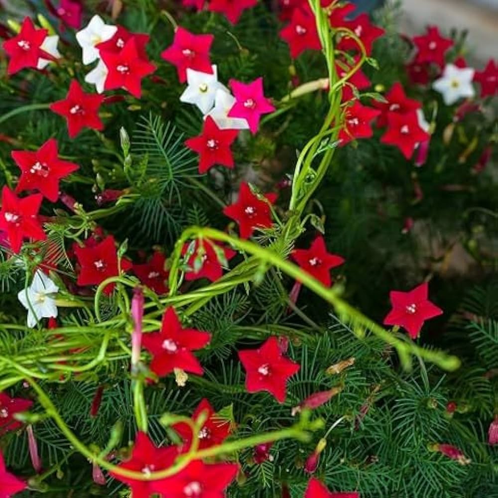 Red Cardinal Climber Flower seeds for Planting - Drought Tolerant, Heirloom & GMO Free Seeds for Home Garden