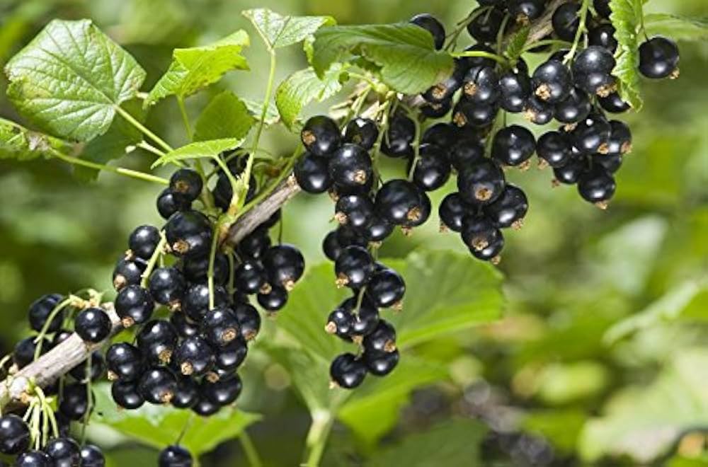 Black Currant Plant Seeds for Easy Planting