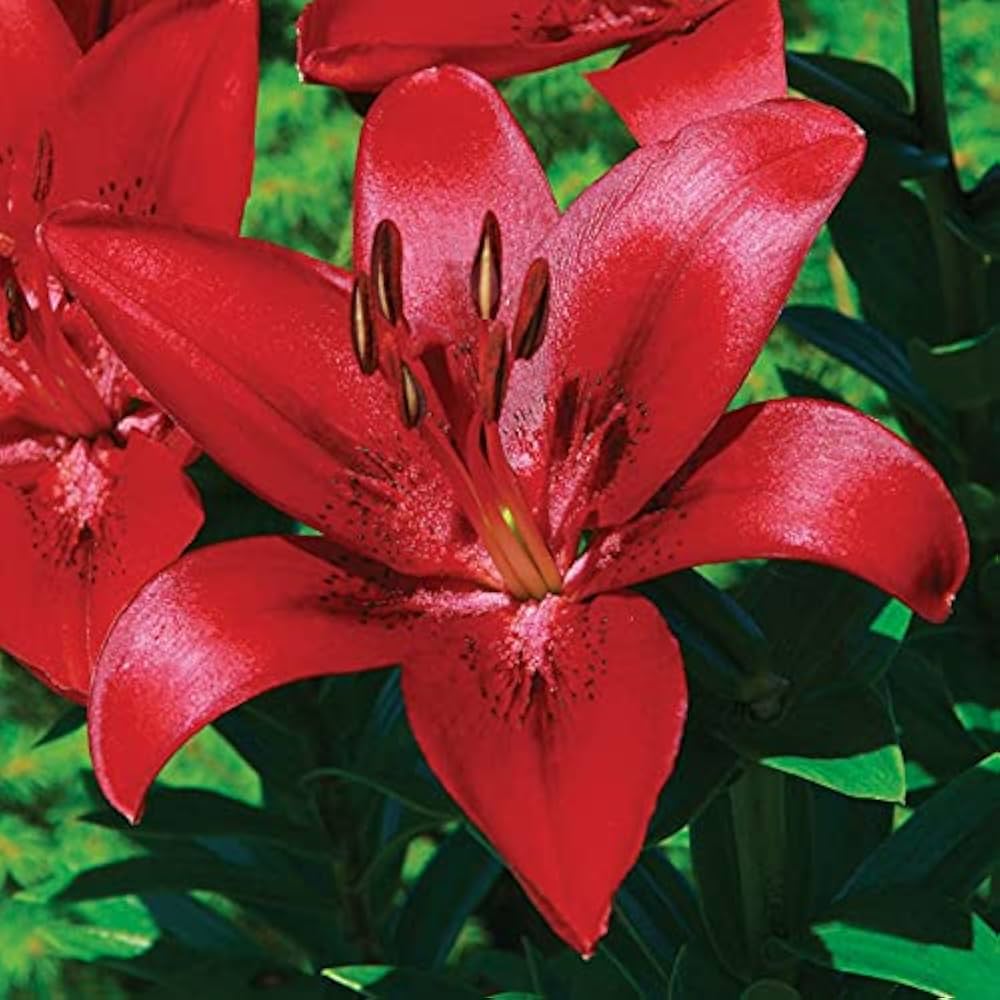 Lily Seeds for Planting Lilium Asiatic flower bed border garden