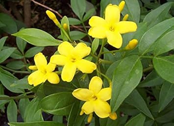 Yellow Jasminum Sambac Flower Seeds for Planting, Heirloom Non-GMO Organic Garden Seeds
Sale seeds for home garden