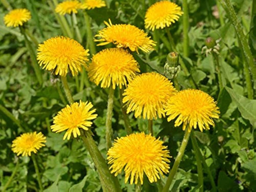 Dandelion Seeds for Planting Taraxacum officinale for wildflower beds and herbal gardens