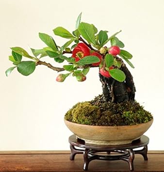 Red Quince Flower seeds for Planting - Shade Tolerant, Heirloom & GMO Free Seeds for Home Garden
Sale seeds for home garden