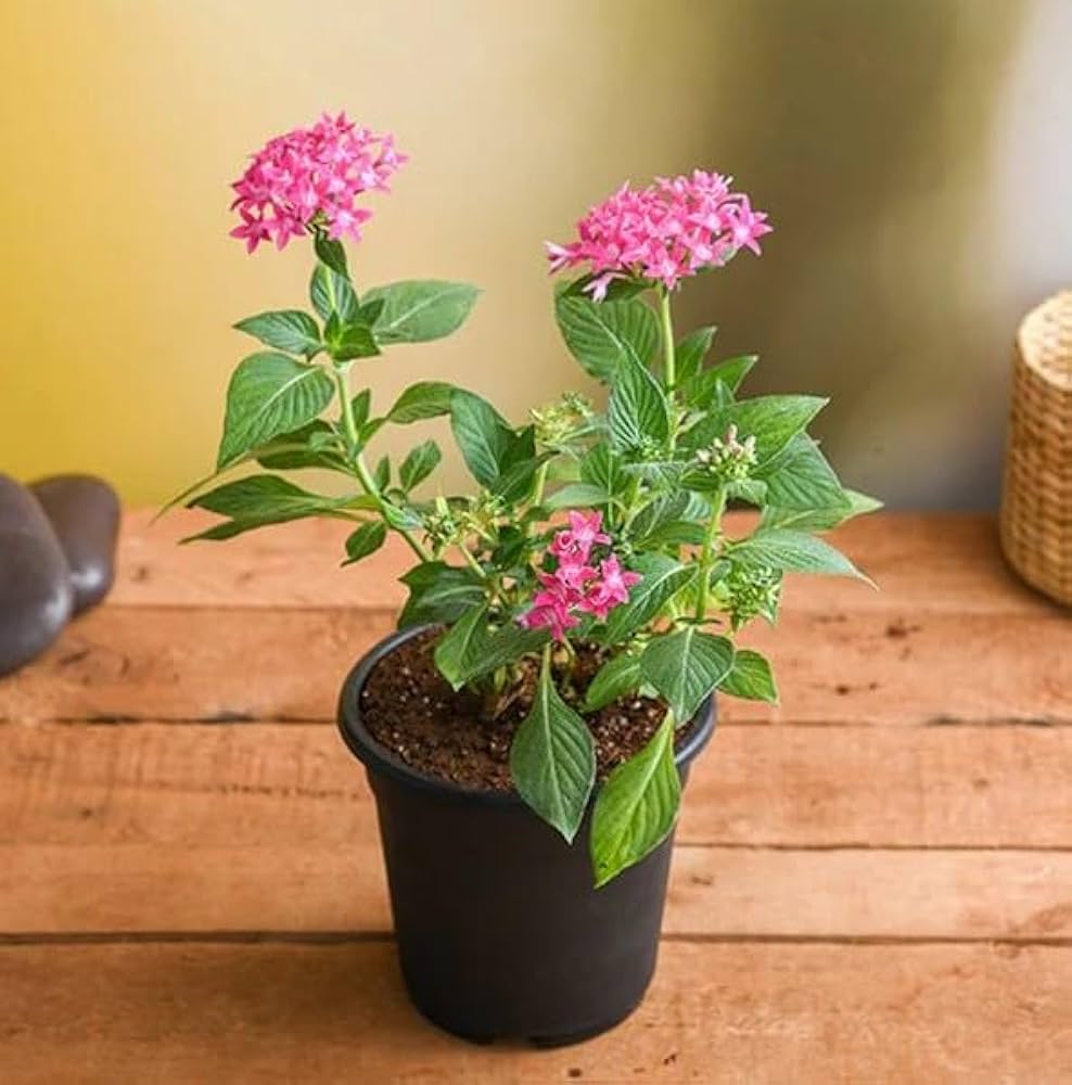 Penta Flower Seeds Penta lanceolata for Planting in Flower Bed