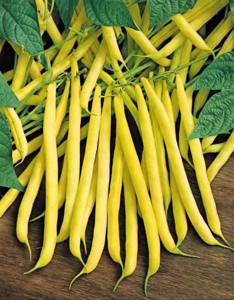Brown Bean Seeds for Planting High Yield Vegetable Seeds