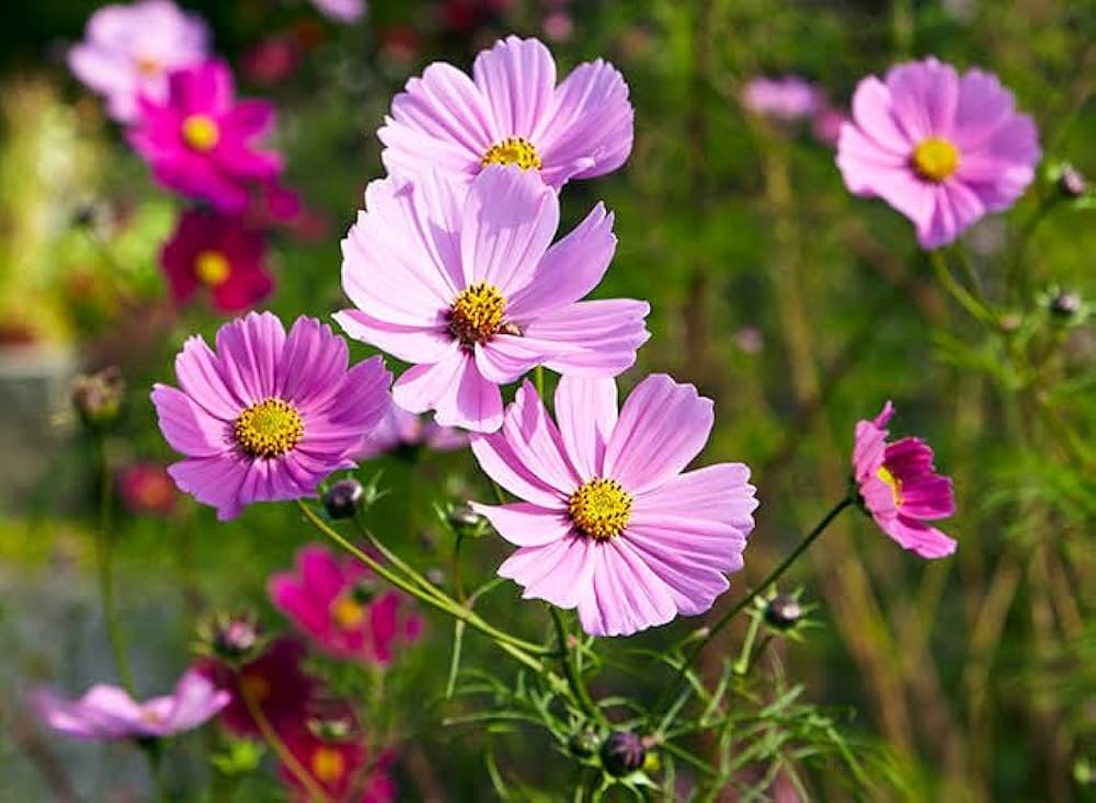 Kosmos-Blumensamen Cosmos bipinnatus Flower Seeds for Planting in Flower Bed and Garden Heirloom Non-GMO Seeds