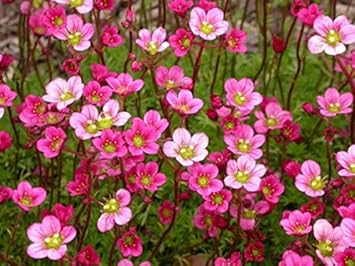 Heirloom Saxifrage Rose for Planting - Perfect for Borders, Heirloom & GMO Free Seeds for Home Garden
Sale seeds for home garden
