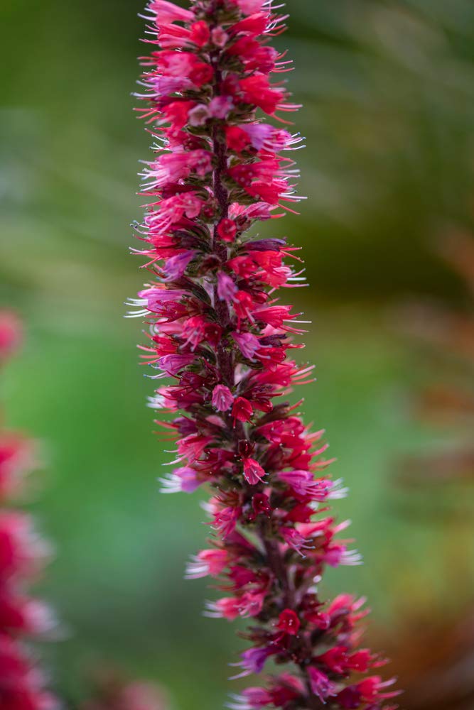 Echium Tree Echium spp Seeds for Planting in Flower Bed and Garden