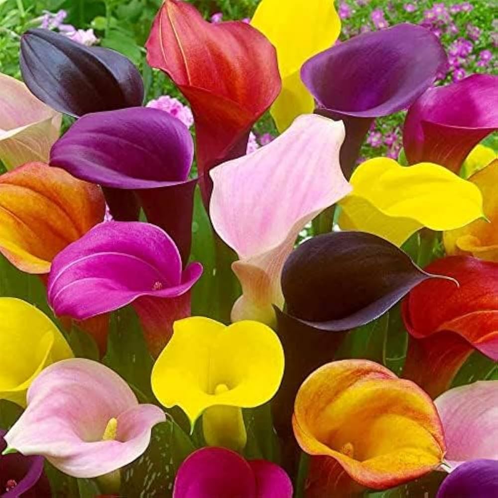 Multiple Colors Calla Lily Seeds for Beautiful, Elegant Flower Blooms