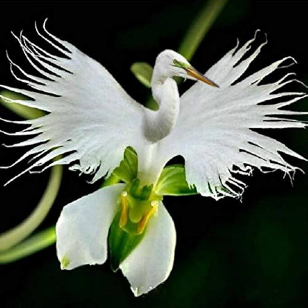 Heron Orchid Flower seeds for Planting - Colorful Display, Heirloom & GMO Free Seeds for Home Garden