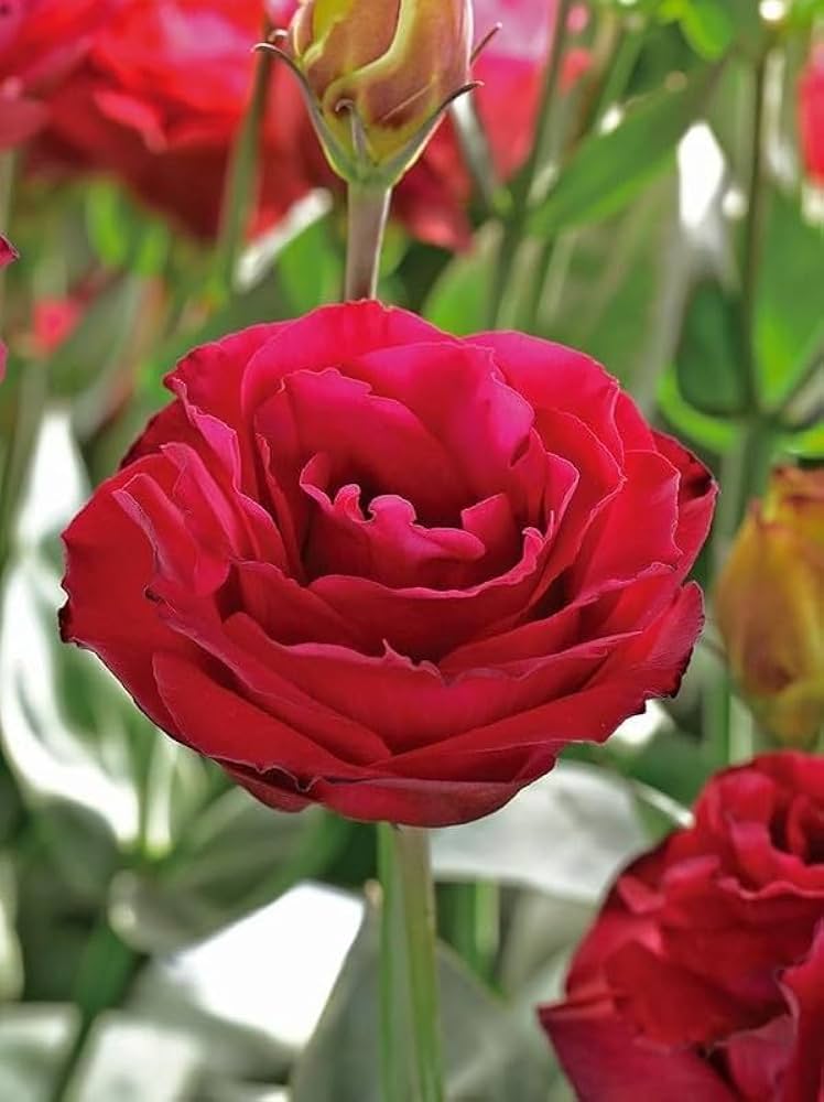 Red Eustoma (Lisianthus) Perennial Flower Seeds