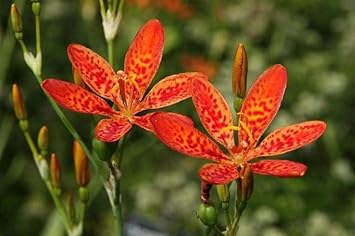 Belamcand Flower seeds for Planting Hardy Variety Heirloom & GMO Free Seeds for Home Garden
Sale for planting in home garden
