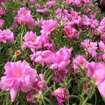 Pink Moss Rose Flower seeds blooming in flower beds, containers, borders, and pollinator-friendly gardens