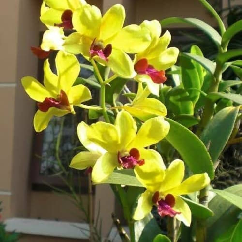 Light Yellow Dendrobium Flower seeds blooming in flower beds, containers, borders, and pollinator-friendly gardens