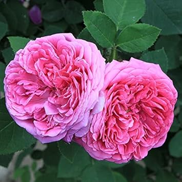 Heirloom Damask Rose Flower seeds blooming in flower beds, containers, borders, and pollinator-friendly gardens